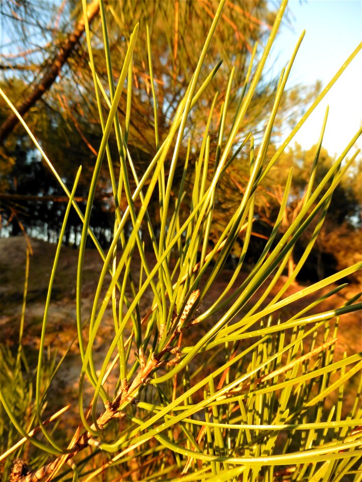 Pinus pinaster Aiton, 1789