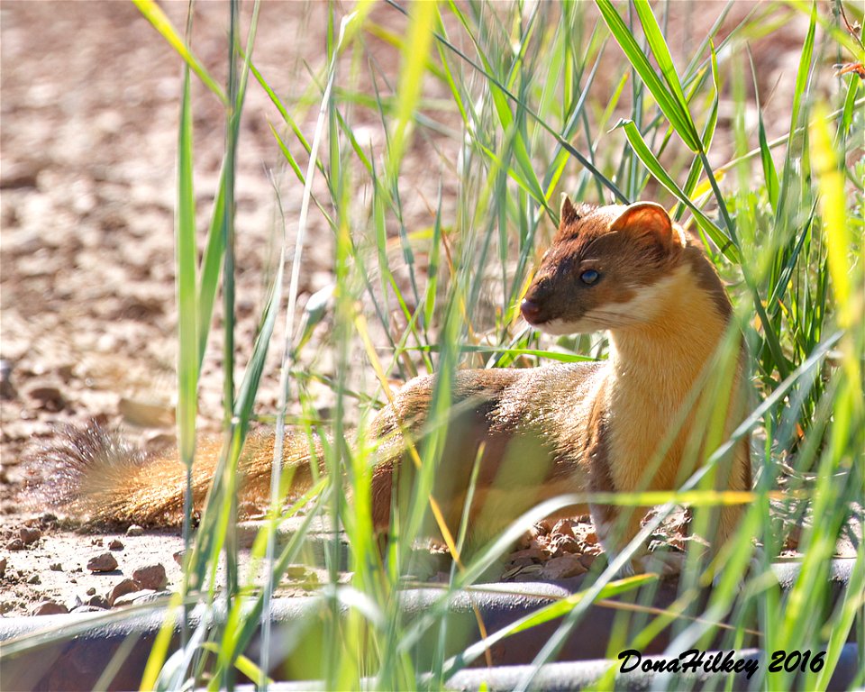 Long-tailed Weasel