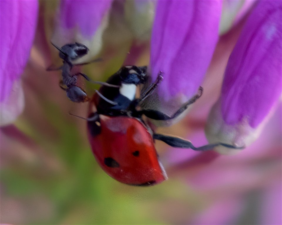 Seven-spotted Ladybug
