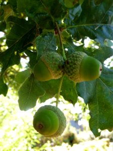 Quercus robur L., 1753
