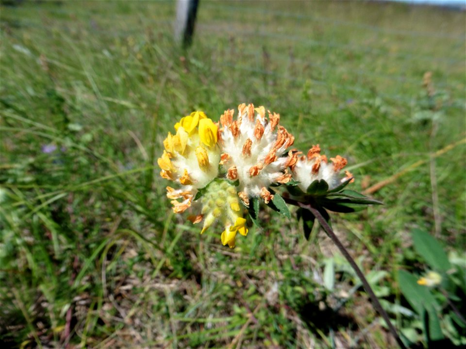 Anthyllis vulneraria L., 1753