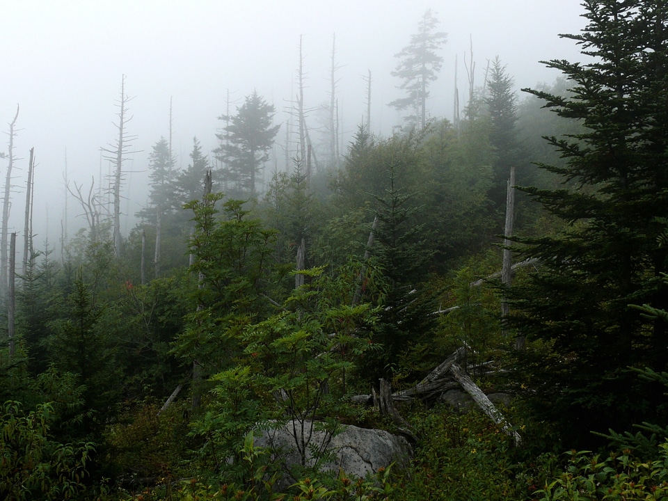 Forest Smoky Mountains National Park