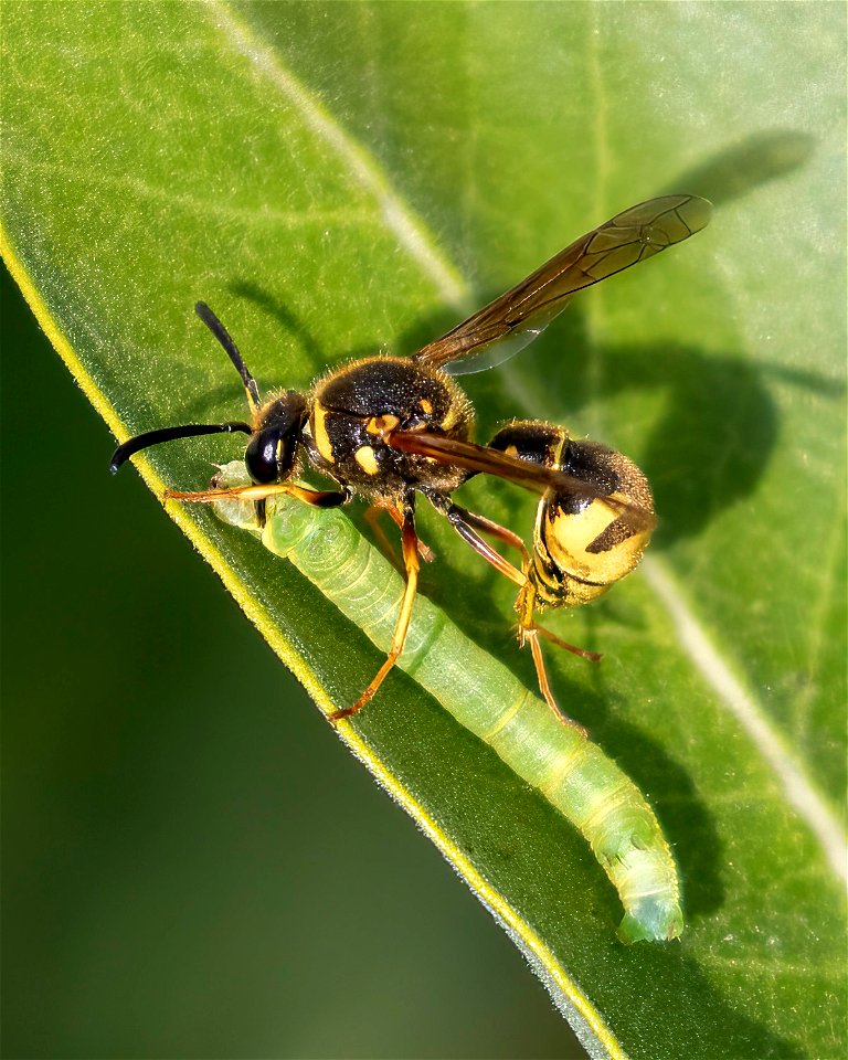 Typical Potter Wasps (Genus Eumenes)