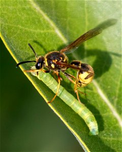 Typical Potter Wasps (Genus Eumenes) photo