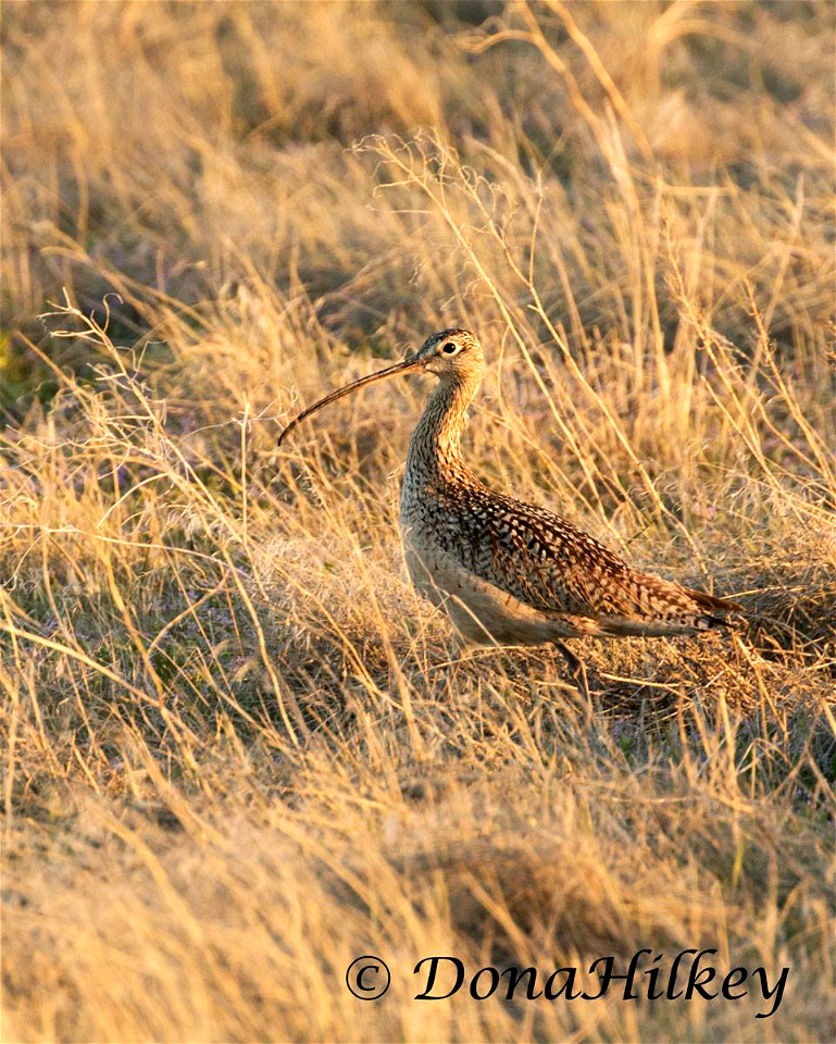 Long-billed Curlew