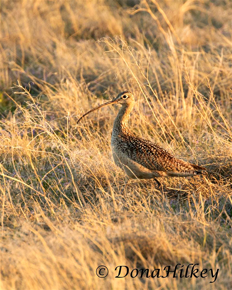 Long-billed Curlew photo