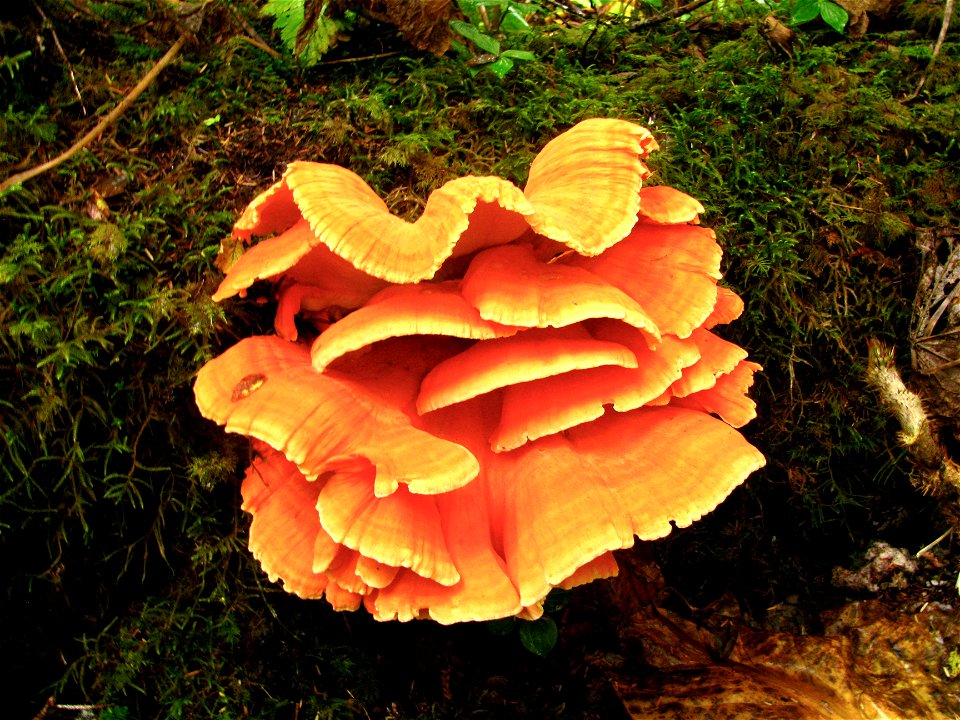 Laetiporus-conifericola-fruiting-structure-Tongass-6