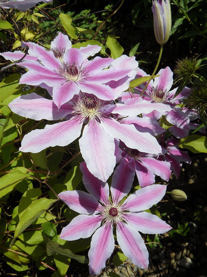 Purple plant flower