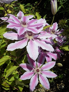 Purple plant flower photo