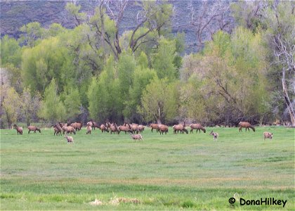 elk-20may2019-home