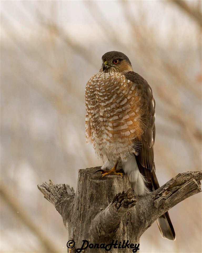 Sharp-shinned Hawk
