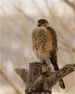 Sharp-shinned Hawk photo