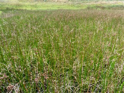Juncus subnodulosus Schrank, 1789