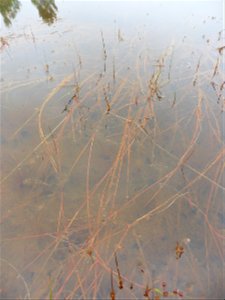 Juncus bulbosus L., 1753