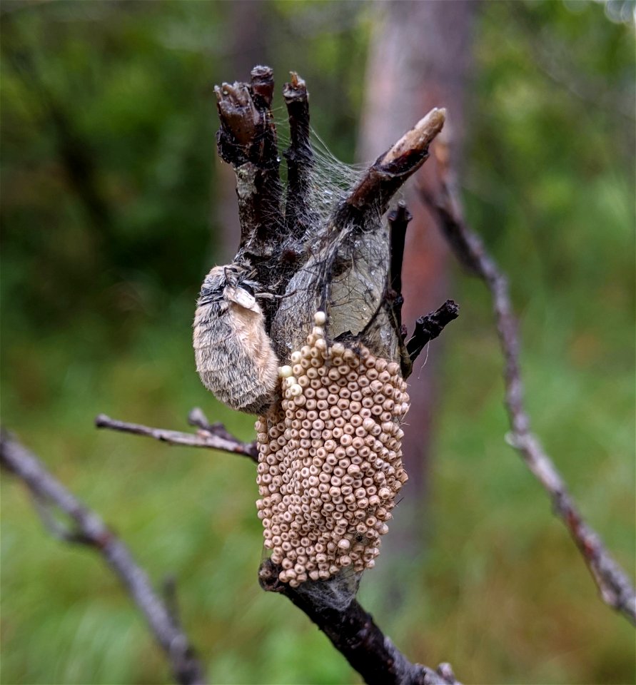 Rusty-tussock-moth-female-2020-Denali-State-Park-Alaska-AlexWenninger