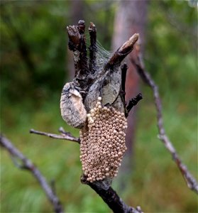 Rusty-tussock-moth-female-2020-Denali-State-Park-Alaska-AlexWenninger photo