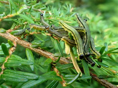 Hemlock-sawfly-larvae-Tongass-4