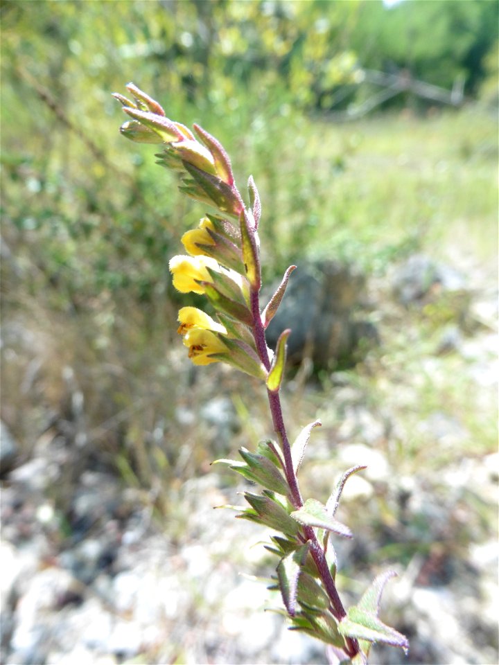 Odontites jaubertianus (Boreau) D.Dietr. ex Walp., 1844