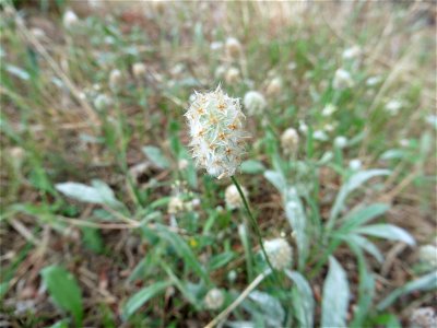 Trifolium arvense L., 1753