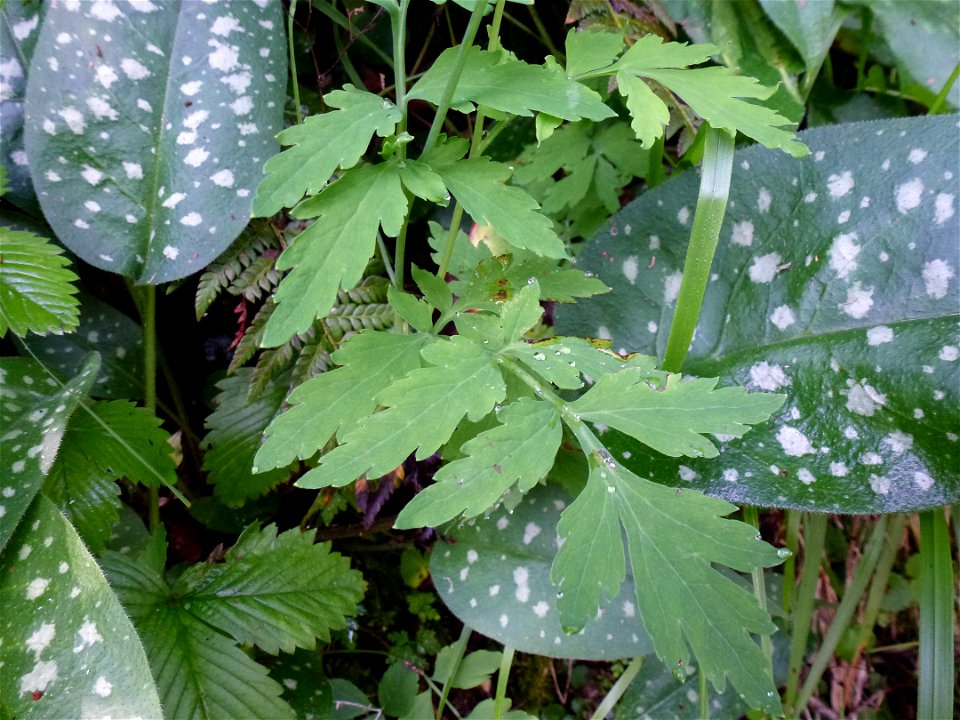 Papaver cambricum L., 1753