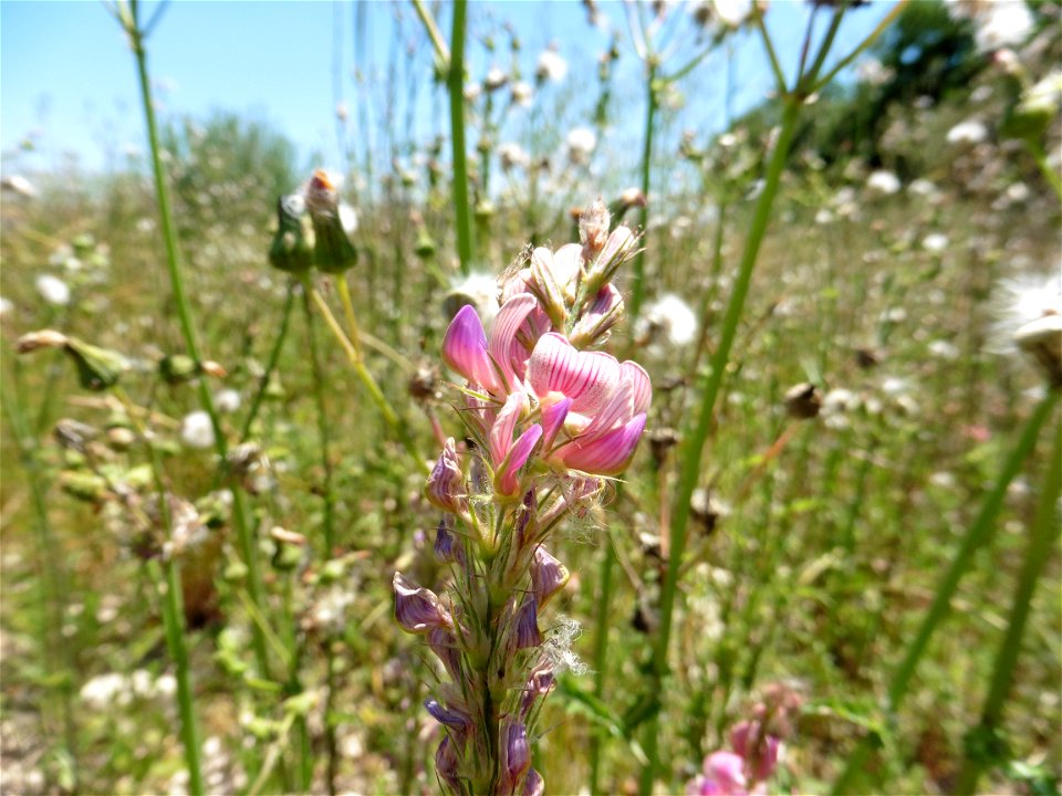 Onobrychis viciifolia Scop., 1772