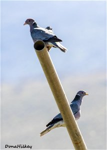Band-tailed Pigeon photo