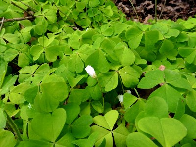 Oxalis acetosella L., 1753