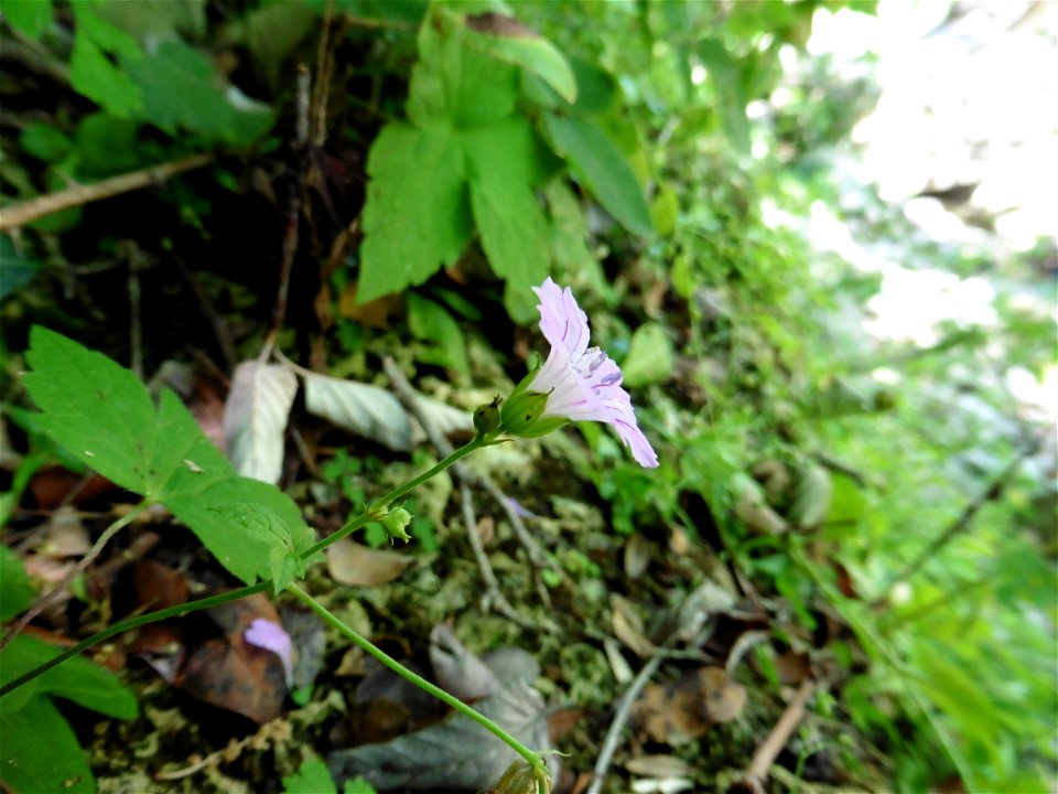 Geranium nodosum L., 1753