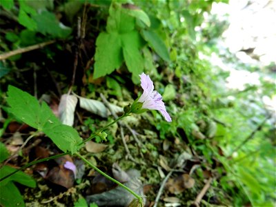 Geranium nodosum L., 1753