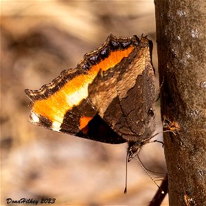 Milbert's Tortoiseshell