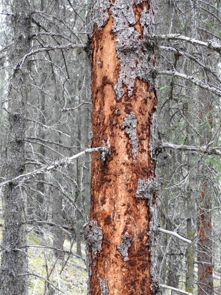 Spruce-beetle-killed-tree-with-bark-removed-by-woodpecker-Alaska-3
