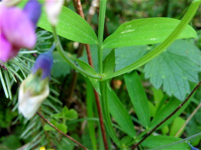 Lathyrus linifolius (Reichard) Bässler, 1971