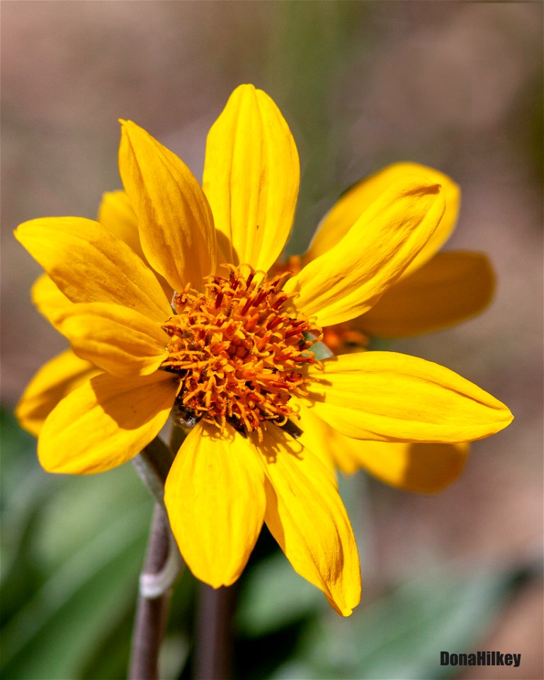 Arrowleaf Balsamroot