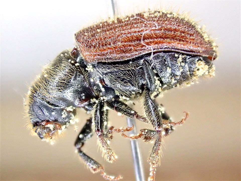Pinned-spruce-beetle-Alaska