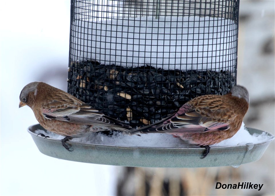 Gray-crowned Rosy-Finch