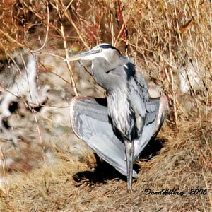 Great Blue Heron