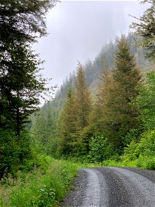 Western-blackheaded-budworm-feeding-damage-Tongass-3