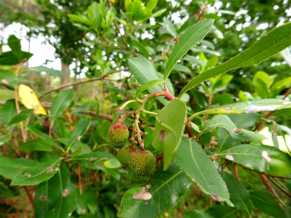 Arbutus unedo L., 1753