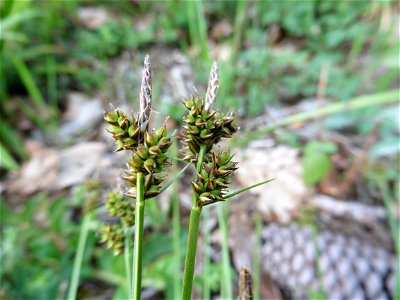 Carex pilulifera L., 1753
