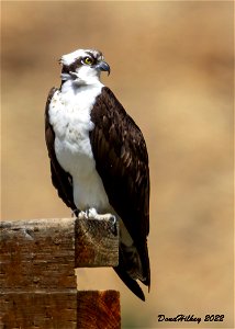 Osprey photo