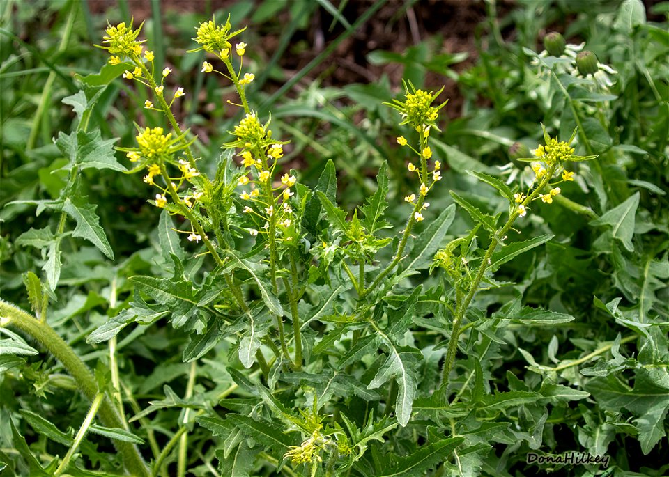 Small Tumbleweed Mustard