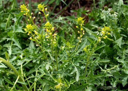 Small Tumbleweed Mustard