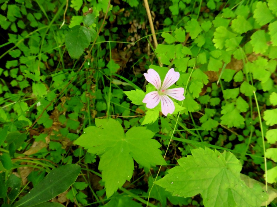Geranium nodosum L., 1753