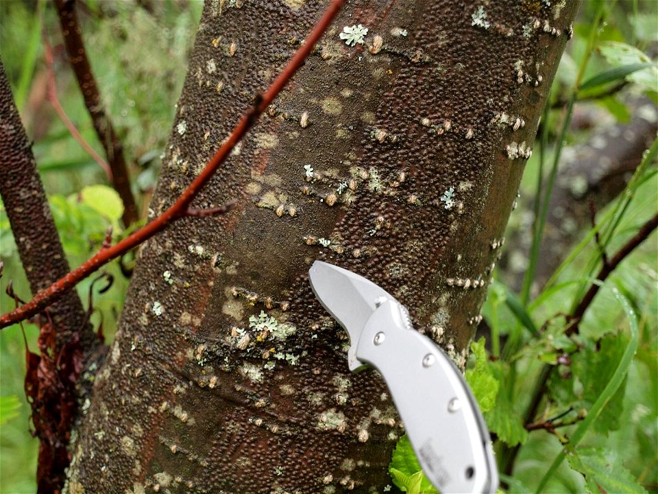 Alder-canker-margin-thinleaf-alder-Alaska