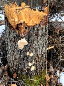 Red-belt-Fomitopsis-pinicola-Parks-Hwy-N-of-Susitna-River-Alaska-2