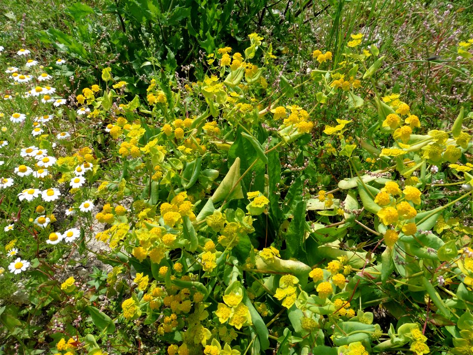 Bupleurum subovatum Link ex Spreng., 1813