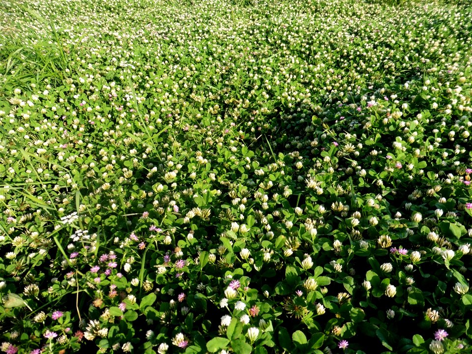 Trifolium michelianum Savi, 1798