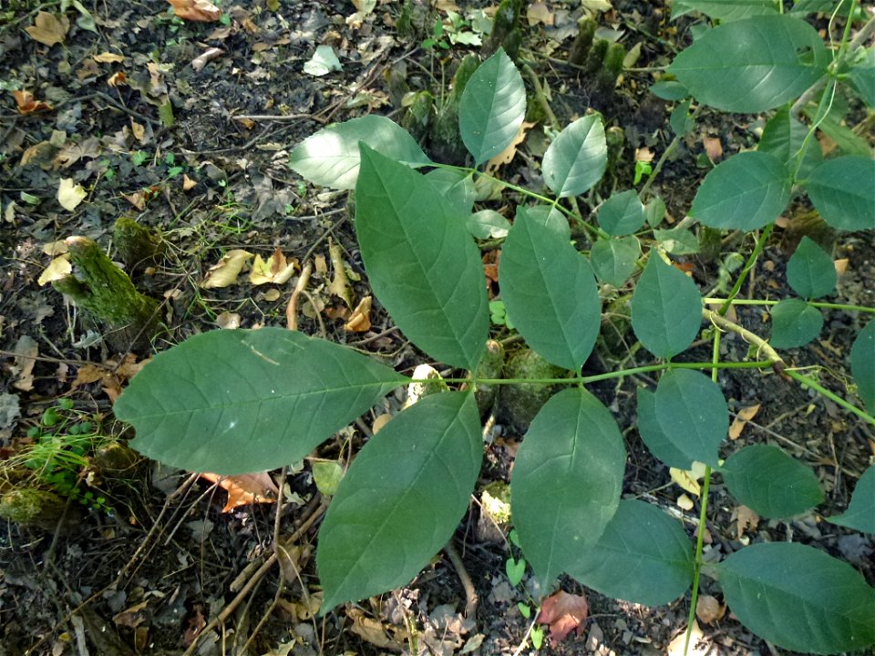 Fraxinus pennsylvanica Marshall, 1785