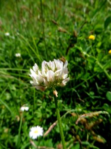 Trifolium repens L., 1753