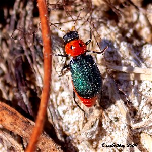 Two-Spotted Melyrid